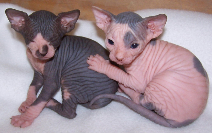 Lúc mới sinh, da Sphynx chưa giãn nên trông chúng rất giống bộ não người. Khi lớn, các nếp nhăn giãn dần ra khiến Sphynx trông già nua và dữ tợn.