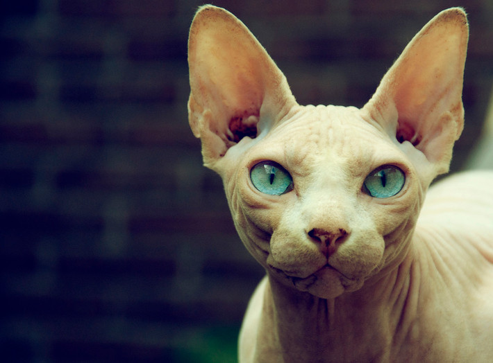 Nổi tiếng là "xấu xí nhất thế giới", mèo Sphynx là một giống mèo đột biến tự nhiên, không qua lai tạo, có ngoại hình vô cùng đặc biệt.