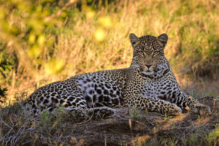 Trong thế giới của các loài mèo hoang dã, báo hoa mai (Panthera pardus) là một trong hai loài mèo lớn hiện diện ở Việt Nam (loài kia là hổ). Ảnh: iNaturalist.
