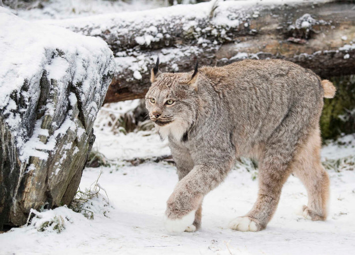 Linh miêu Canada (Lynx canadensis). Kích thước: Thân dài 75-88 cm, nặng 8-17 kg. Khu vực phân bố: Phía Bắc của Bắc Mỹ. Tình trạng bảo tồn trong Sách Đỏ IUCN: . Ảnh: Westend61. Mời quý độc giả xem video: Ý nghĩa những phong tục ngày Tết Việt | VTC1.