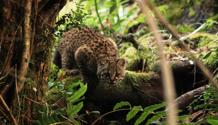 Mèo đốm Kodkod (Leopardus guigna). Kích thước: Thân dài 37-51 cm, nặng 2-2,5 kg. Khu vực phân bố: Các khu rừng mưa ôn đới hỗn hợp ở phía nam dãy Andes, đặc biệt là Chile. Tình trạng bảo tồn trong Sách Đỏ IUCN: Sắp nguy cấp. Ảnh: Guigna.org.