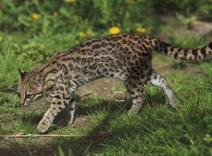 Mèo đốm Oncilla (Leopardus tigrinus). Kích thước: Thân dài 38-59 cm, nặng 1.5-3 kg. Khu vực phân bố: Costa Rica, Panama, lưu vực sông Amazon đến miền trung Brazil. Tình trạng bảo tồn trong Sách Đỏ IUCN: Sắp nguy cấp. Ảnh: Wikipedia.