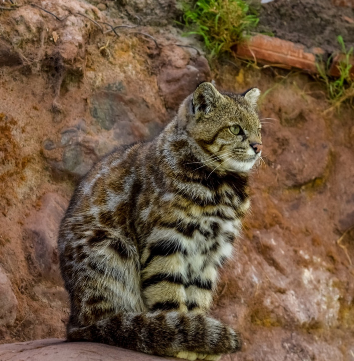 Mèo núi Andes (Leopardus jacobita). Kích thước: Thân dài 58–85, nặng 6-8 kg. Khu vực phân bố: Nơi có độ cao từ 1.800 đến 4.00 mét ở dãy núi Andes. Tình trạng bảo tồn trong Sách Đỏ IUCN: Nguy cấp. Ảnh: Flight To Wonder.
