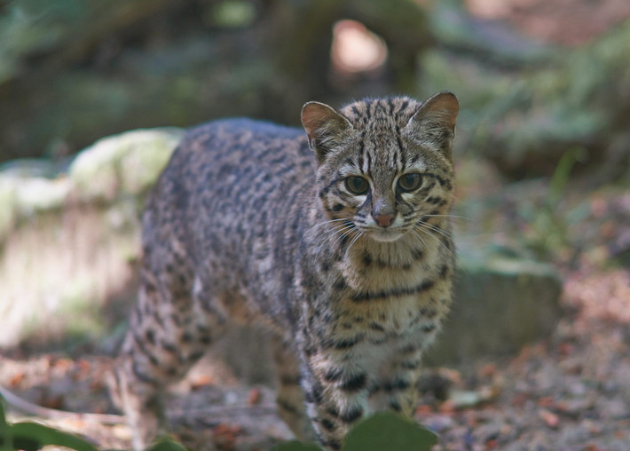 Mèo Geoffroy (Leopardus geoffroyi). Kích thước: Thân dài 50-60 cm, nặng 2-5 kg. Khu vực phân bố: Argentina, Bolivia, Brazil, Chile, Paraguay và Uruguay. Tình trạng bảo tồn trong Sách Đỏ IUCN: Ít quan tâm. Ảnh: World Land Trust.