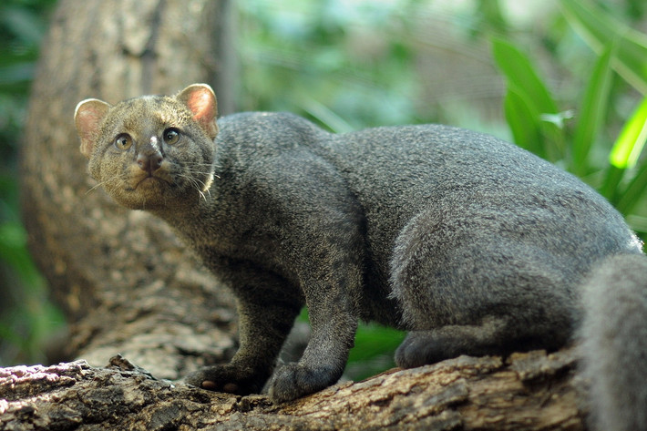 Mèo cây châu Mỹ (Puma yagouaroundi). Kích thước: Thân dài 53-77 cm, nặng 4-7 kg. Khu vực phân bố: Từ miền Bắc Mexico qua Trung Mỹ ở đến phía Đông dãy Andes ở Nam Mỹ. Tình trạng bảo tồn trong Sách Đỏ IUCN: Ít quan tâm. Ảnh: iNaturalist.