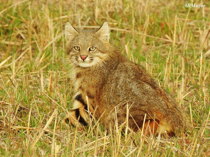 Mèo Pampas (Leopardus pajeros). Kích thước: Thân dài 46-75 cm, nặng 3-5 kg. Khu vực phân bố: Phía Tây của Nam Mỹ, từ Ecuador đến Argentina, Uruguay, một phần của Brazil và Paraquay. Tình trạng bảo tồn trong Sách Đỏ IUCN: Sắp bị đe dọa. Ảnh: EcoRegistros.