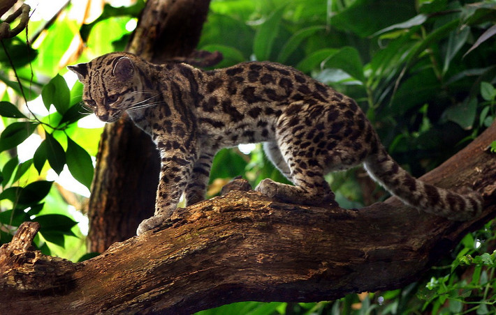 Mèo đốm Margay (Leopardus wiedii). Kích thước: Thân dài 48-79, nặng 2,6-4 kg. Khu vực phân bố: Từ vùng đất thấp nhiệt đới ở Mexico qua Trung Mỹ đến Brazil và Paraguay. Tình trạng bảo tồn trong Sách Đỏ IUCN: Sắp bị đoa dọa. Ảnh: Wikipedia.