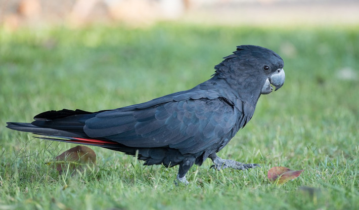 Vẹt mào đen đuôi đỏ (Calyptorhynchus banksii) dài 50-61 cm, là loài vẹt bản địa Australia. Loài chim có bộ lông bóng mượt này có tiếng kêu như than vãn và nhịp vỗ cánh chậm chạp.