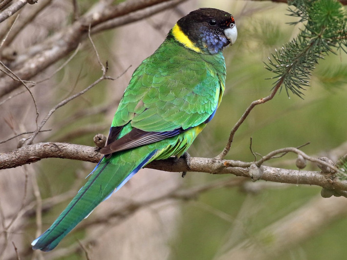 Vẹt vòng cổ vàng (Barnardius zonarius) dài 34-38 cm, phân bố ở Australia. Loại vẹt này có hai dạng đầu xanh và đầu đen. Cả hai dạng này đều có khoanh cổ màu vàng.