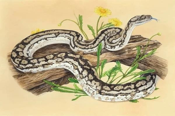 Về mặt tình duyên người tuổi Tỵ cũng nên tránh những tranh cãi không đáng có khiến cho đôi bên trở nên xa cach tạo điều kiện cho người thứ ba chen chân vào.