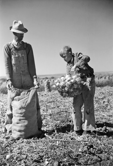 Cậu bé thu hoạch hành tây, hạt Delta, Colorado, 1939. Ảnh: Arthur Rothstein.