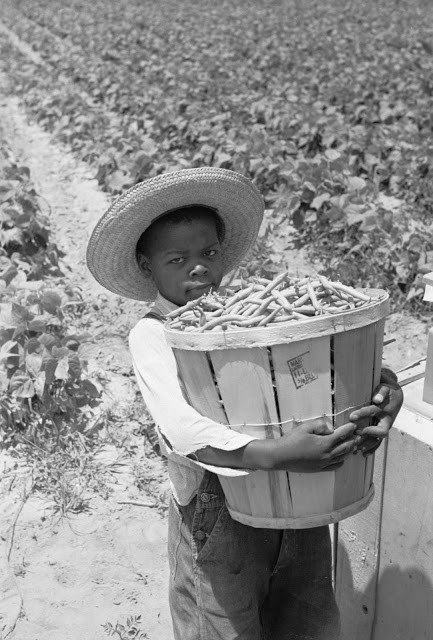 Em bé da màu thu hoạch đậu trên cánh đồng ở Cambridge, Maryland, 1937. Ảnh: Arthur Rothstein.