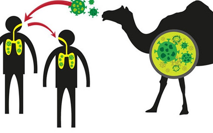 Bệnh MERS gây ra bởi virus MERS-CoV ở động vật và không có vắc xin phòng ngừa. Virus này lây từ động vật sang người hoặc từ người sang người do tiếp xúc. Lạc đà được cho là vật chủ có chứa lượng lớn virus MERS-CoV.