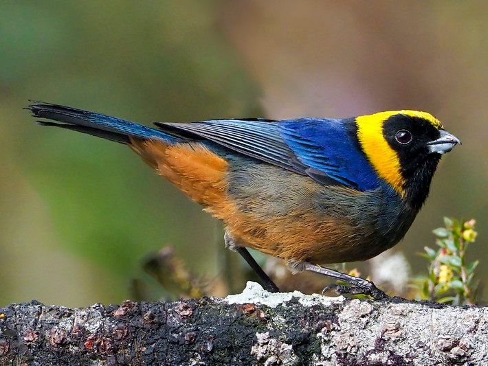 Chim vũ công vòng vàng (Iridosornis jelskii). Vùng phân bố: Khu vực rừng thưa và cây bụi chân núi Andes, từ Peru đến Bolivia.