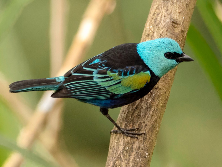 Chim vũ công cổ xanh (Stilpnia cyanicollis). Vùng phân bố: Chân núi Andes và một số vùng đất thấp phía Bắc của Nam Mỹ.
