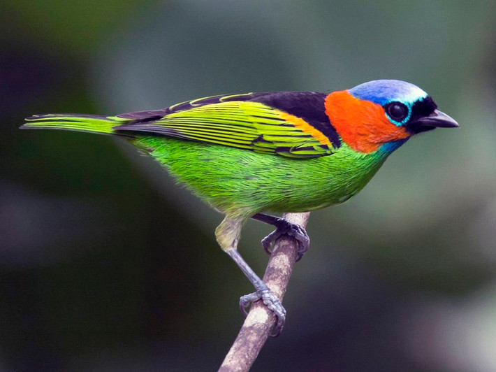 Chim vũ công cổ đỏ (Tangara cyanocephala). Vùng phân bố: Các khu rừng ven biển phía Đông và Đông Nam Brazil.