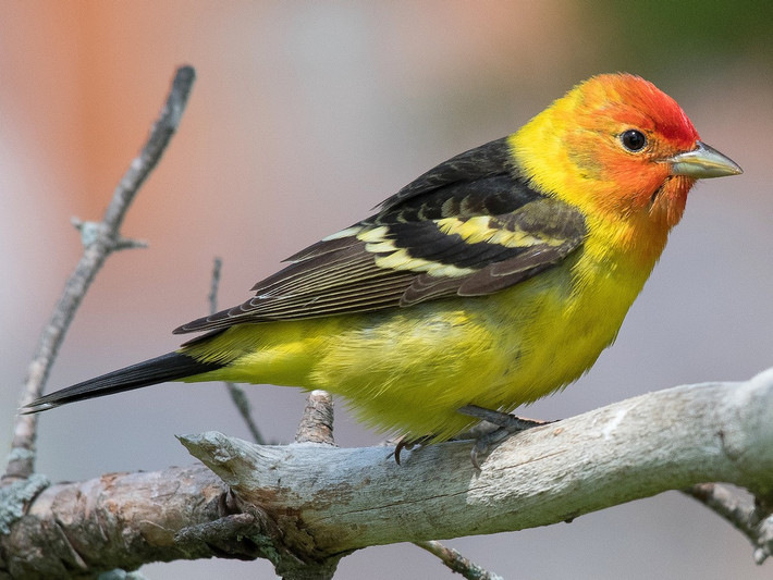 Chim vũ công miền Đông (Piranga ludoviciana). Vùng phân bố: Các khu rừng lá kim của Mỹ và Canada, di cư đến Trung Mỹ vào mùa đông.