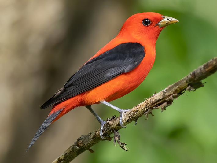 Chim vũ công đỏ (Piranga olivacea). Vùng phân bố: Hoa Kỳ, di cư về phía Bắc của Nam Mỹ vào mùa đông. Ảnh: eBird.