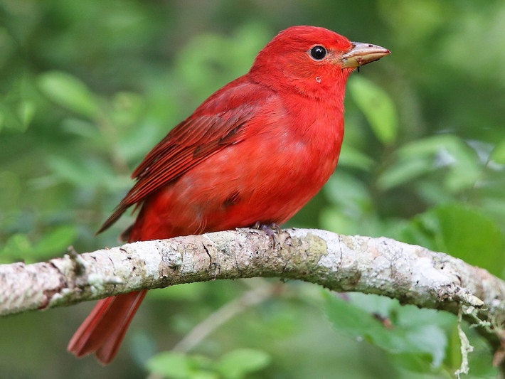 Chim vũ công mùa hè (Piranga rubra). Vùng phân bố: Đông Nam Hoa Kỳ và Bắc Mexico, di cư đến Nam Mexico và Bolivia vào mùa đông.
