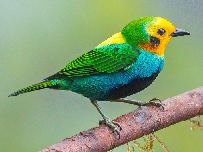 Chim vũ công đa sắc (Chlorochrysa nitidissima) Vùng phân bố: Các khu rừng cận nhiệt đới ở phía tây và trung tâm Andes của Colombia.