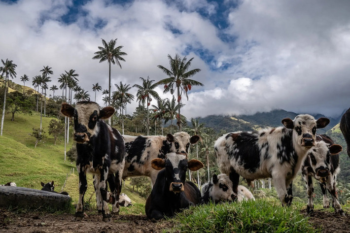 Với đời sống con người, cọ sáp Quindío có khá nhiều công dụng. Quả được dùng làm thức ăn cho gia súc. Những chiếc lá được sử dụng rộng rãi trong ngày Chúa Nhật Lễ Lá của cộng đồng Công giáo địa phương. Ảnh: The New York Times.