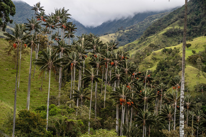 Sinh trưởng tại những khu rừng miền núi ẩm ướt của sườn Đông dãy Andes tại Colombia và Peru, cọ sáp Quindío (Ceroxylon quindiuense) là loài thực vật một lá mầm cao nhất thế giới. Ảnh: The New York Times.
