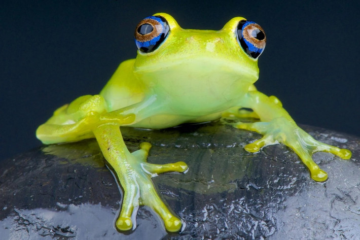 Ếch xanh mắt sáng (Boophis viridis). Kích thước: Dài 2-3,5 cm. Vùng phân bố: Các khu vực rừng rậm với nhiều suối ở Madagascar.
