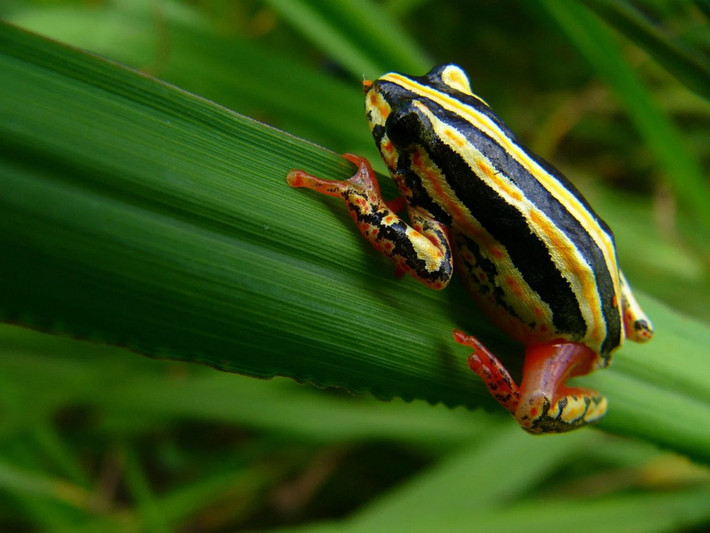 Ếch lau sậy thường (Hyperolius viridiflavus). Kích thước: Dài 2-3 cm. Vùng phân bố: Khu vực nhiệt đới và cận nhiệt đới của châu Phi.