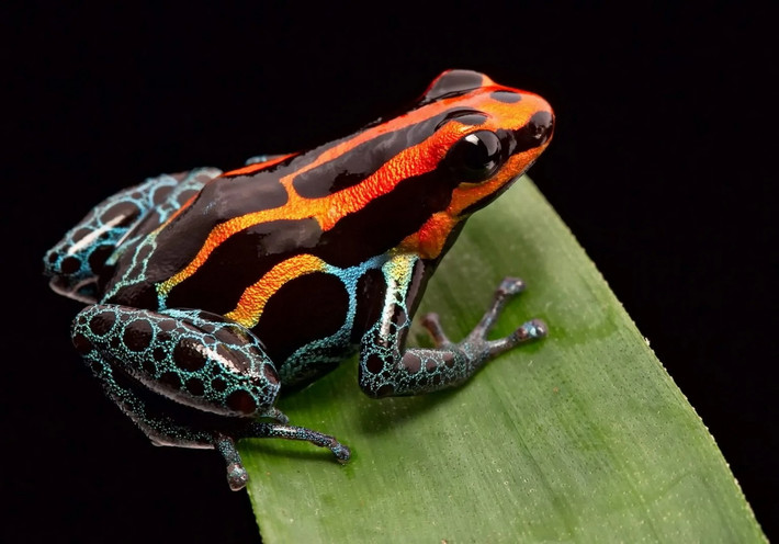 Ếch phi tiêu độc Amazon (Ranitomeya amazonica). Kích thước: Dài 1,5-2 cm. Vùng phân bố: Rừng nhiệt đới Amazon ở Peru, một phần của Colombia.
