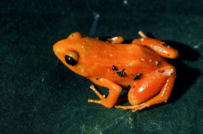 Ếch mantella vàng (Mantella aurantiaca). Kích thước: Dài 2-2,5 cm. Vùng phân bố: Đất ngập nước ở một phần tương đối nhỏ của Madagascar.