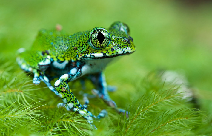Ếch cây mắt to (Leptopelis vermiculatus). Kích thước: Dài 7-8 cm. Vùng phân bố: Các khu rừng ở Tanzania.