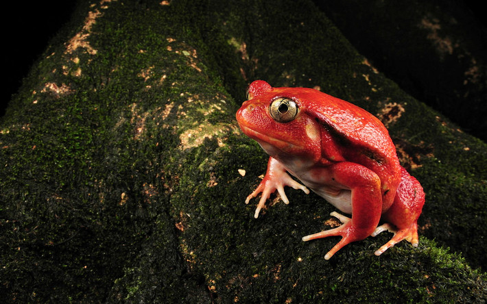 Ếch cà chua Madagascar (Dyscophus antongilii). Kích thước: Dài 7-10 cm. Vùng phân bố: Các sinh cảnh đa dạng, từ rừng rậm đến đô thị ở Madagascar.