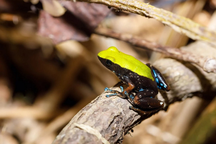 Ếch mantella leo cây (Mantella laevigata). Kích thước: Dài 4-5 cm. Vùng phân bố: Rừng nhiệt đới và cận nhiệt đới ở Madagascar.