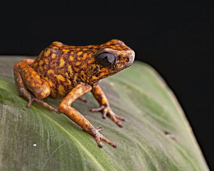 Ếch độc quỷ nhỏ (Oophaga sylvatica). Kích thước: Dài 3-4 cm. Vùng phân bố: Rừng nhiệt đới ở Colombia và Ecuador.