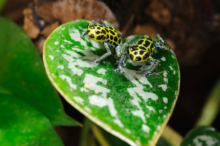 Ếch giả độc (Ranitomeya imitator). Kích thước: Dài 1-1,5 cm. Vùng phân bố: Rừng nhiệt phía Đông Peru.
