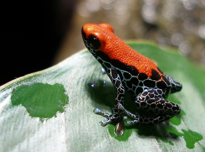 Ếch độc lưng đỏ (Ranitomeya reticulata). Kích thước: Dài 1-2 cm. Vùng phân bố: Rừng nhiệt đới Nam Mỹ.