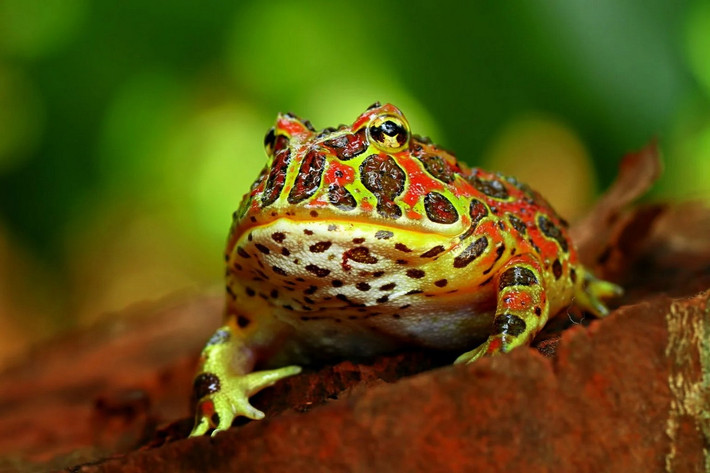 Ếch pacman hoa văn (Ceratophrys ornata). Kích thước: Dài 10-15 cm. Vùng phân bố: Đồng cỏ ở Nam Mỹ.