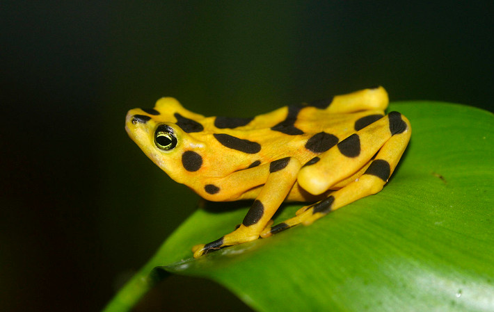 Ếch vàng Panama (Atelopus zeteki). Kích thước: Dài 5-8 cm. Vùng phân bố: Các con suối dọc theo sườn núi của rừng mây Cordilleran ở phía Tây của miền trung Panama.