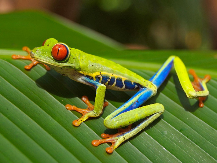 Ếch cây mắt đỏ (Agalychnis callidryas). Kích thước: Dài 5-7 cm. Vùng phân bố: Các cánh rừng mưa từ Mexico đến Colombia.