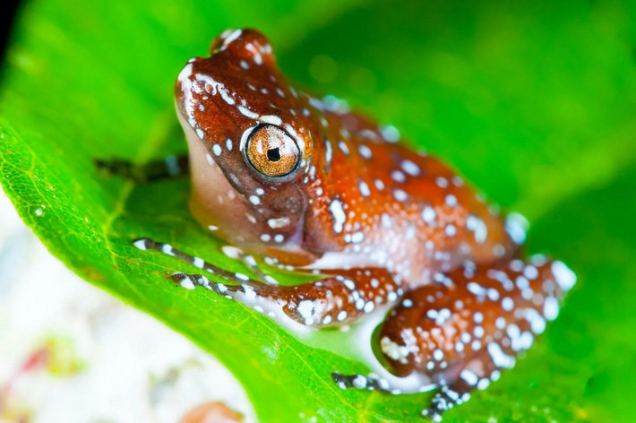 Ếch quế (Nyctixalus pictus). Kích thước: Dài 3-4 cm. Vùng phân bố: Tầng cây thấp và cây bụi của rừng ở bán đảo Mã Lai, Philippines, một phần của Sumatra và Borneo.