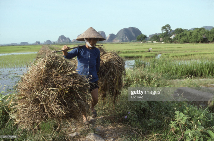 Cụ bà gánh rơm rạ trên cánh đồng Tam Cốc.