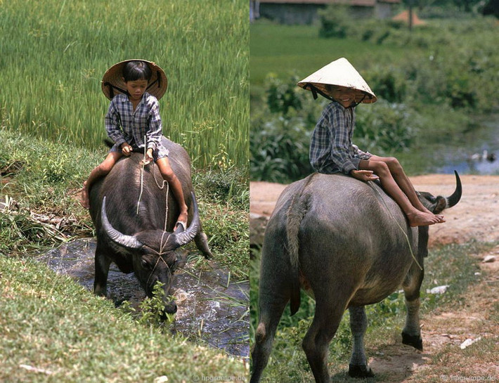 Một em bé cưỡi trâu.