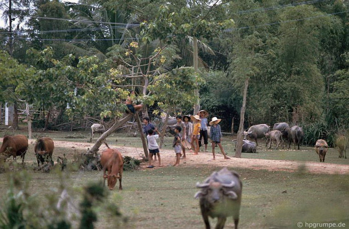 Trẻ em bên những đàn trâu bò.