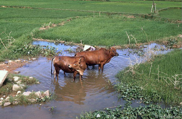 Tắm cho bò dưới ruộng.