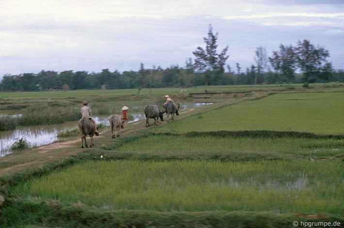 Những chú trâu ra đồng.