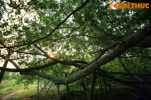 Do địa hình hiểm yếu và hẻo lánh nên trong chiến tranh chống Pháp và chống Mỹ, Giàn Gừa từng là nơi diễn ra các cuộc họp quan trọng của Khu ủy Khu Tây Nam Bộ, Tỉnh ủy Cần Thơ; cũng như nơi cất giấu vũ khí, tài liệu, huấn luyện, tập kết và chuyển quân.