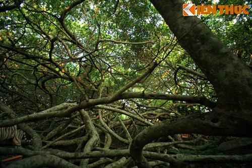 Cây gừa khổng lồ ở Giàn Gừa đã có từ thời khai hoang mở cõi của người dân khu vực. Các bậc cao niên khẳng định lúc họ còn nhỏ, cây đã che phủ cả một vùng rộng lớn.