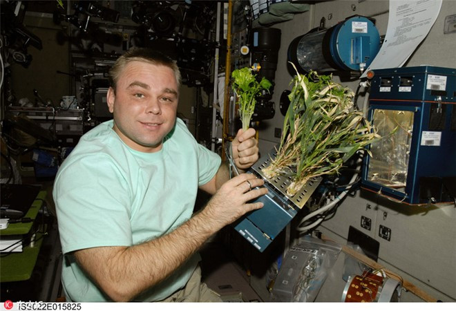 Nghiên cứu thực vật: Bức ảnh này được NASA công bố bố vào ngày 10/8/2015, trong đó một nhà du hành cùng với các loài cây được trồng ngay trên không gian.