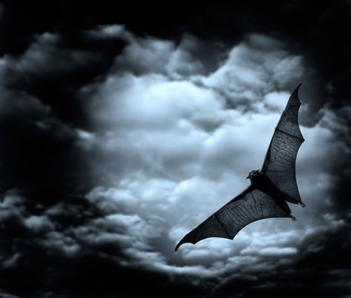 Loài dơi được cho là hiện thân của Dracula - loài ma cà rồng chuyên hút máu người vao ban đêm. Do vậy, chúng luôn là một nhân vật không thể thiếu trong ngày Halloween, bất chấp sự thật là hầu hết các loài dơi đều không có hứng thú gì với máu người.