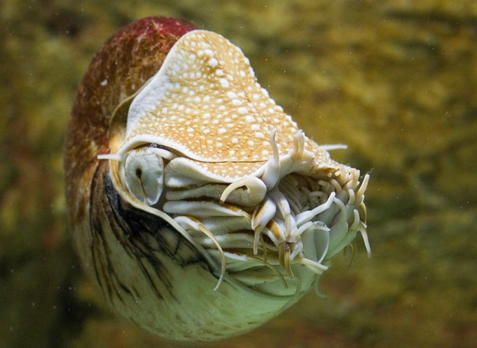 Ốc anh vũ (Nautilus pompilus) được giới khoa học coi là một “ hóa thạch sống” trong thiên nhiên, vì chúng thay đổi rất ít so với tổ tiên cách đây 400-500 triệu năm, được biết đến thông qua các hóa thạch.